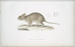 Néotome de la Floride, Neotoma Floridana.