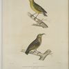 Hemignathe olivâtre (Hemignathus olivaceus) 1. Mâle, 2. Femelle.