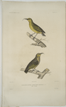 Hemignathe olivâtre (Hemignathus olivaceus) 1. Mâle, 2. Femelle.