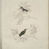 Oiseau mouche costa, Ornismya costa. 1. Mâle, 2. Femelle.