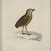 Grallarie de Guatimala, Grallaria guatimalensis.
