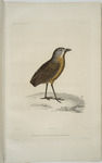 Grallarie de Guatimala, Grallaria guatimalensis.