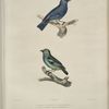 1. Tangara à nuque rousse, Tanagra ruficervix; 2. Tangara Labrador, Tanagra Labradorides.