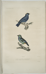 1. Tangara à nuque rousse, Tanagra ruficervix; 2. Tangara Labrador, Tanagra Labradorides.