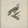 Colombe Dupetit-Thouars, Columba dupetit-thouarsii.