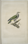Colombe Dupetit-Thouars, Columba dupetit-thouarsii.