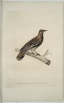 Colombi-Galline des Gallapagos, Columbi-gallina gallapagoensis.