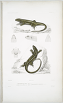 1. Proctotrète du Chili (var. A); 2. Proctotrète du Chili (var. B), Proctotretus chilensis.