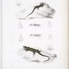 Proctotrète. (Espèce intermédiaire entre le achilensis et le Cyanogster); 2. Proctotrète à ventre bleu, Proctotretus cyanogaster.
