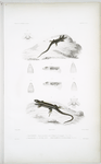 Proctotrète. (Espèce intermédiaire entre le achilensis et le Cyanogster); 2. Proctotrète à ventre bleu, Proctotretus cyanogaster.