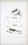 Proctotrète à taches noir, Proctotretus nigromaculatus;  2. Proctotrète de Wiegmann, Proctotretus wiegmannii.