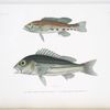 1. Le Serran psittacin, Serranus psittacinus; 2. La Diacope verte, Diacope viridis.