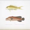 1. Le Serran colon, Serranus colonus; 2. Le Savonier aux deux couleurs, Rypticus bicolor.