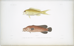 1. Le Serran colon, Serranus colonus; 2. Le Savonier aux deux couleurs, Rypticus bicolor.