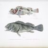 1. La Cirrrhite rivulé, Cirrhites rivulatus; 2. La Scorpène fardée, Scorpoena fucata.