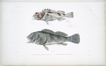 1. La Cirrrhite rivulé, Cirrhites rivulatus; 2. La Scorpène fardée, Scorpoena fucata.