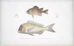 1. Le Myripristis lèiognathe, Myripristis leiognathus; 2. La Daurade cyanoptère, Chrysophrys cyanopteron.