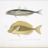 1. Le Caranx scombrinin, Caranx scombrinus; 2. Le Nazon à large raie, Naseus laticlavius.