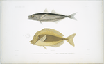 1. Le Caranx scombrinin, Caranx scombrinus; 2. Le Nazon à large raie, Naseus laticlavius.