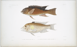 1. Le Labre sanglier, Labrus aper; 2. Le Cossyphe de l'Éclancher, Cossyphus eclancheri.