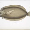 Le Turbot des Marquises, Passer marchionessarum.