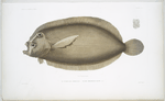 Le Turbot des Marquises, Passer marchionessarum.