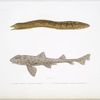 1. La Murène marmorée, Murenophis marmoreus; 2. Le cestracion panthérin, Cestracion  pantherinus.