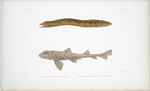 1. La Murène marmorée, Murenophis marmoreus; 2. Le cestracion panthérin, Cestracion  pantherinus.
