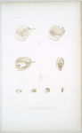 1. a. b. c. d. Lucine de la Jamaïque, Lucina jamaciensis; 2. a. b. e.  Lucine Colombe, Lucina columba.