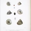 1. Troque de chemnitz, Trochus chemnitzii; 2. Troque à fraise, Trochus amictus; 3. Troque courte épine, Trochus brevispinosus.