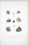 1. Troque de chemnitz, Trochus chemnitzii; 2. Troque à fraise, Trochus amictus; 3. Troque courte épine, Trochus brevispinosus.