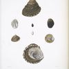 1. Troque des baleines, Trochus baloenarum; 2. Troque à diadéme, Trochus diadematus.