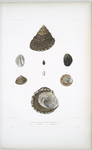1. Troque des baleines, Trochus baloenarum; 2. Troque à diadéme, Trochus diadematus.