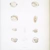 1. a. b. c. d. Lucine corbeille, Lucina fimbriata; 2. a. b. Nucule double face, Nucula aeolica; 3. a. b. Nucule lanterne, Nucula laternaria.