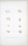 1. a. b. c. d. Lucine corbeille, Lucina fimbriata; 2. a. b. Nucule double face, Nucula aeolica; 3. a. b. Nucule lanterne, Nucula laternaria.
