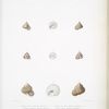 1. Troque rouillé, Trochus rubiginosus; 2. Troque pellucide, Trochus Pellucidus; 3. Troque Zinzolin, Trochus hysginus; 4. Troque grelé, Throchus grandineus.