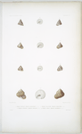 1. Troque rouillé, Trochus rubiginosus; 2. Troque pellucide, Trochus Pellucidus; 3. Troque Zinzolin, Trochus hysginus; 4. Troque grelé, Throchus grandineus.