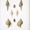 1. Fuseau de Petit-Thouars, Fusus petitthourasii; 2.  Fuseau en Bulbe, Fusus bulbosus; 3. Pleurotome tour, Pleurotoma turris.