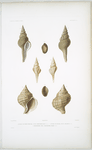 1. Fuseau de Petit-Thouars, Fusus petitthourasii; 2.  Fuseau en Bulbe, Fusus bulbosus; 3. Pleurotome tour, Pleurotoma turris.