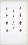 1. Le Buccin de Janelle, Buccinum janelii; 2. Le Buccin changeant, Buccinum mutabile; 3. Le Buccin de prevost, Buccinum prevostii.