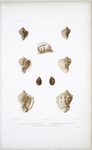 1. La Pourpre veinée, Purpura venosa; 2. La Pourpre radis, Purpura rapa; 3. La Pourpre bordée, Purpura marginata.