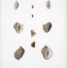 1. Pourpre des roches, Purpura rupestris; 2. Pourpre tronquée, Purpura truncata; 3. Pourpre de Gray, Purpura grayii.