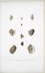 1. Pourpre des roches, Purpura rupestris; 2. Pourpre tronquée, Purpura truncata; 3. Pourpre de Gray, Purpura grayii.