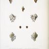 1. Rocher porte aiguille, Murex aciculiger; 2. Rocher oxyacanthe, Murex oxyacanthos; 3. Rocher a tranchèe, Murex tortuus.