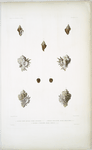 1. Rocher porte aiguille, Murex aciculiger; 2. Rocher oxyacanthe, Murex oxyacanthos; 3. Rocher a tranchèe, Murex tortuus.