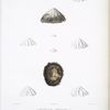 La Siphonaire géante, Siphonaria gigas. (des Côtes du Pérou)