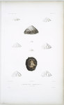 La Siphonaire géante, Siphonaria gigas. (des Côtes du Pérou)