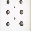 La Siphonaire géante, Siphonaria gigas. (des Côtes du Pérou).
