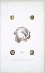 1. Calyptrée rugueuse, Calyptroea rugosa; 2. Calyptrée tubifère, Calyptroea tubifera; 3. Crépidule rayonnante, Crepidula radians.