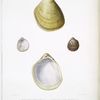 1. 1a. Bucarde élancé, Cardium elatum; 2. 2a. Bucarde étroit, Cardium subelangatum.